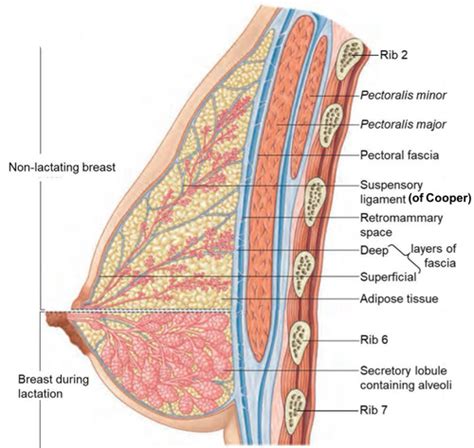 Breast Anatomy Flashcards Quizlet