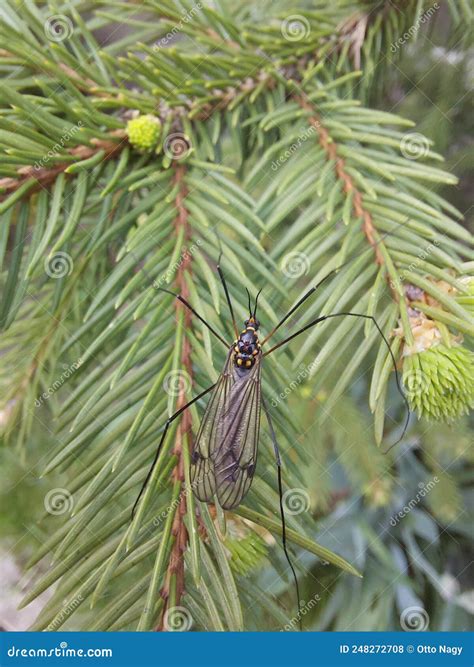 Does Pine Tree Attract Mosquitoes at Julian Romilly blog