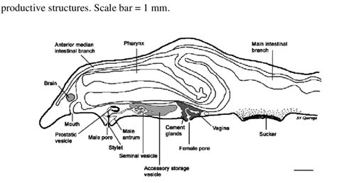 Schematic Sagittal Representation Of Reproductive And Digestive Systems