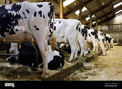 Domestic Cattle Holstein Friesian Cows Dairy Herd In Barn Lancashire