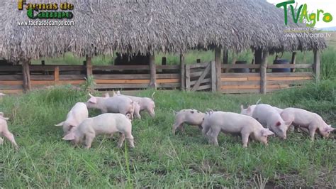 Producción Porcícola en clima Cálido TvAgro por Juan Gonzalo Angel