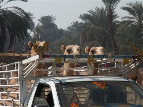 Nile felucca cruise in Egypt | Responsible Travel