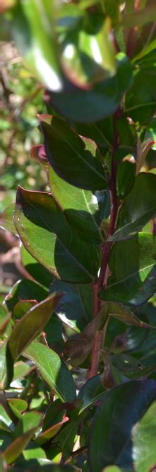 Lagerstroemia Indica Braise D Ete Guillot Bourne