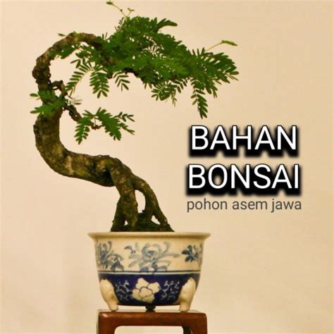 Jual Bibit Bahan Bonsai Asem Jawa BELI 5 GRATIS 1 Shopee Indonesia