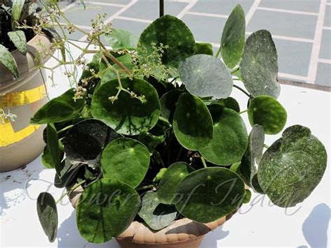 Pilea peperomioides - Chinese Money Plant