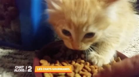 Trop Chou D Couvrez Les Chats Les Plus Gourmands Dans Chat Alors