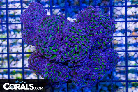 Hammer Branching Aussie Neon Stems Purple Tips Heads Blue Video