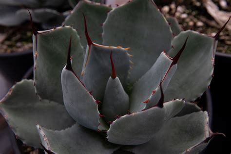 Agave parryi var. truncata (Artichoke Agave) — V&P Nurseries