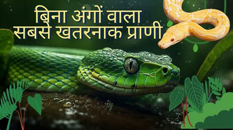 Snake Hindi Snakes Interesting Facts About Snakes In Hindi Saap