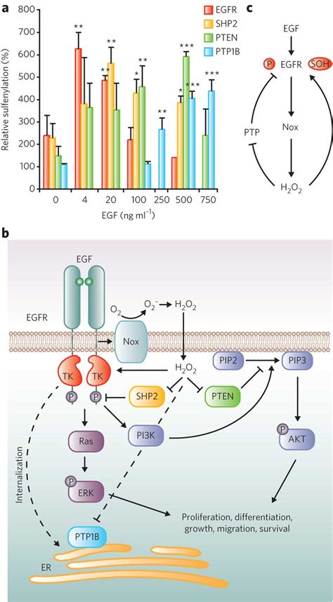 Model For Redox Regulation Of Egfr Signaling A Densitometric