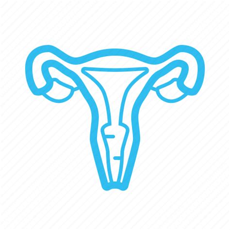 Gynecology Healthcare Medical Organ Reproductive Uterus Woman