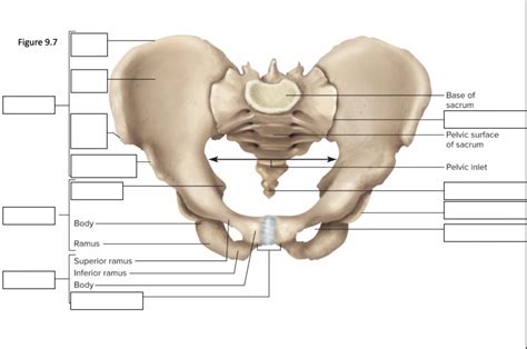 Hip Bone Diagram Quizlet