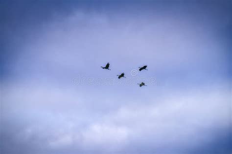 Sandhill Cranes Fly Across A Cloudy Stormy Sky Stock Image Image Of