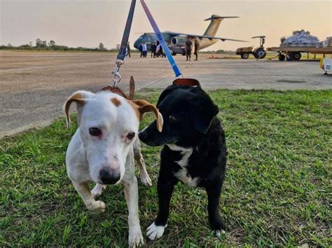 Mais 35 cães resgatados das enchentes são enviados para feira de adoção