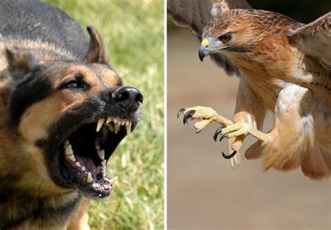 砂漠でのウサギ狩りかっこ良すぎ。陸上から犬が、空からはタカが襲い掛かる ポッカキット