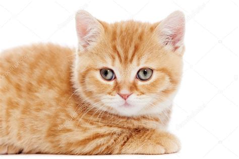 Closeup Gattino British Shorthair Rosso — Foto Stock © Kalinovsky 9926567