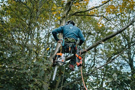 Tree Surgery Service Tree Surgeon Sheffield