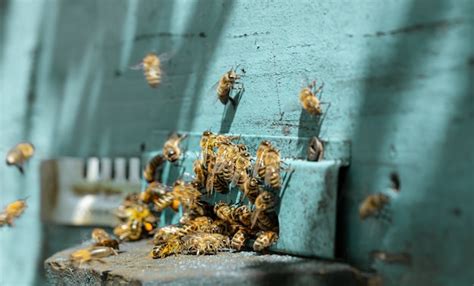 Gros Plan D Un Essaim D Abeilles Sur Une Ruche En Bois Dans Un Rucher