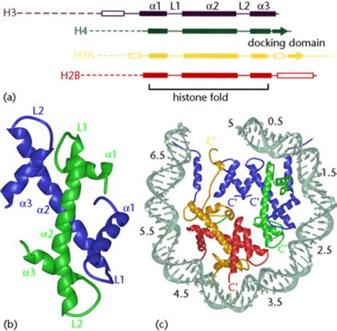 Architecture Of The Histone Fold And Of The Nucleosome Core Particle