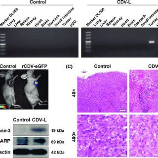 Infection And Cytotoxicity Of Cdv L In Cipp Cells And Mdck Cells A