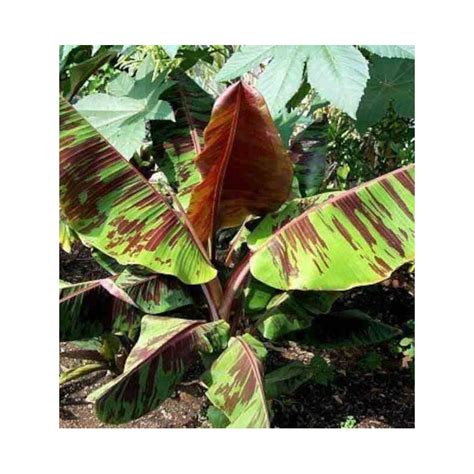 Bananier Musa Sikkimensis Cv Tigre Rouge Manipour Pot De 6 Litres