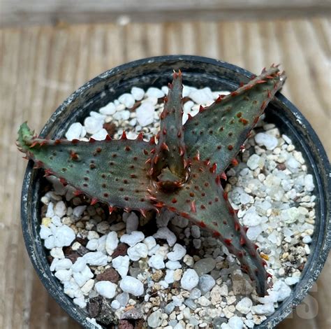 Shpr Aloe Castilloniae Hybrid