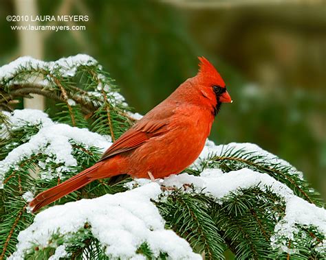 Northern Cardinal male - Laura Meyers Photography