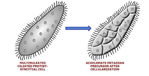 Evolution Of Parazoa And Metazoa Biology Notes Online