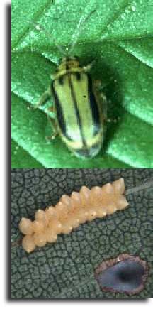 Elm Leaf Beetle control applications | ArborScape Tree Services Denver