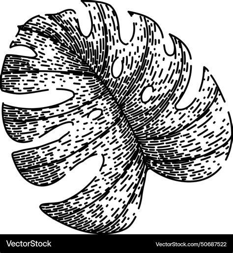 Leaves monstera leaf sketch hand drawn Royalty Free Vector