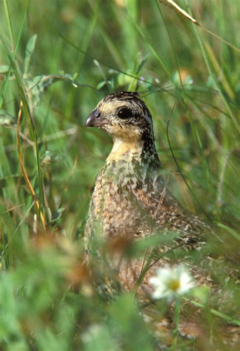 Northern Bobwhite Colinus Virginianus