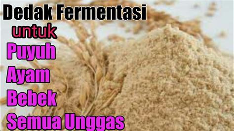 Fermentasi Dedak Yang Pas How To Ferment Rice Bran Youtube