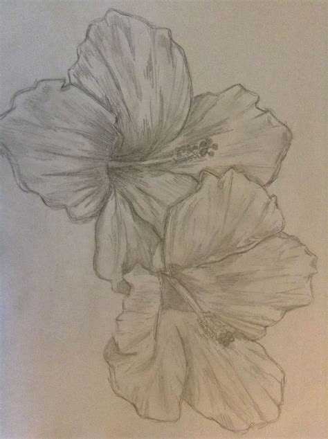 Hibiscus Flower Drawing Sketch