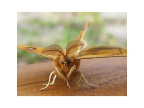 De Vlinderstichting Vlinder Tauvlinder Aglia Tau Foto S Imago