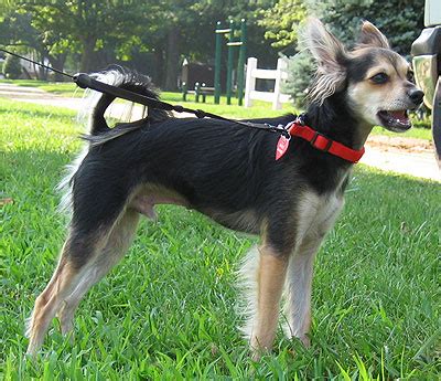 chihuahua mixed breed dog - online dog encyclopedia - dogs in depth.com