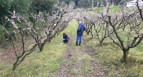 Programa De Monitoramento Da Mosca Das Frutas Tua Rádio Veranense