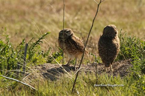 Burrowing Owls Using Artificial Nests On Antelope Island – Bear River ...