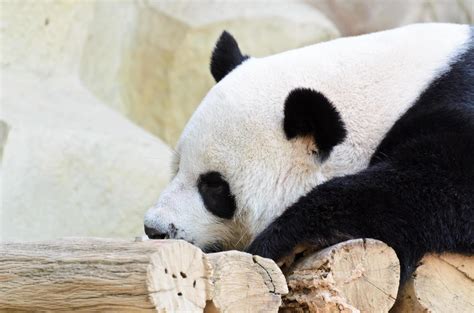 The panda is sleeping 16737575 Stock Photo at Vecteezy