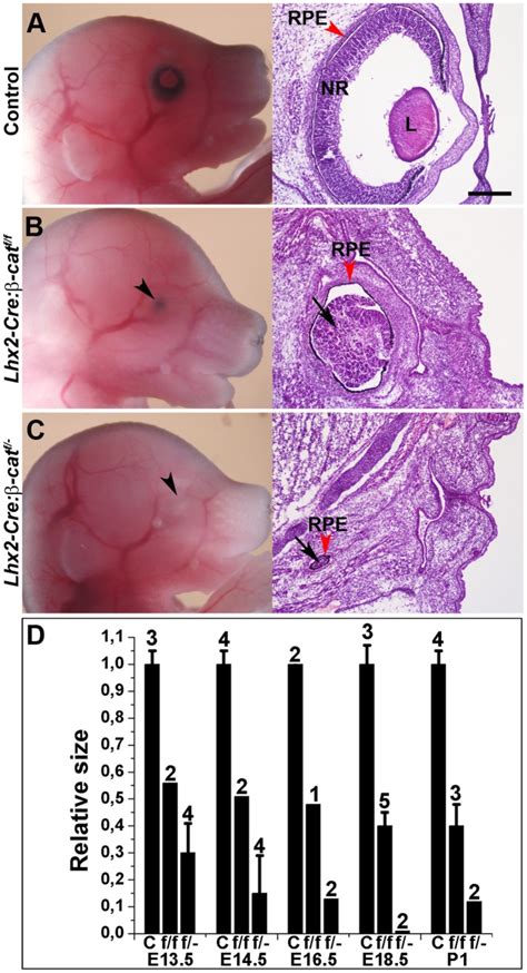 Ac The Left Panels Show Lateral Views Of E Embryos Of Control