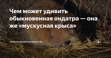 Чем может удивить обыкновенная ондатра — она же «мускусная крыса ...