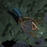 Lower Submerged Passage Path Of Exile Guide IGN