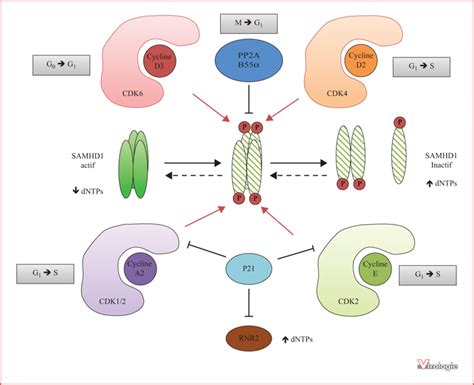 John Libbey Eurotext Virologie Samhd Mechanisms Of Regulation And