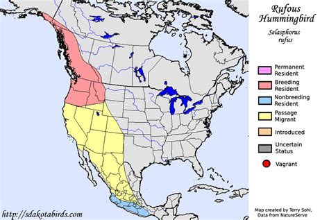 Rufous Hummingbird - Species Range Map