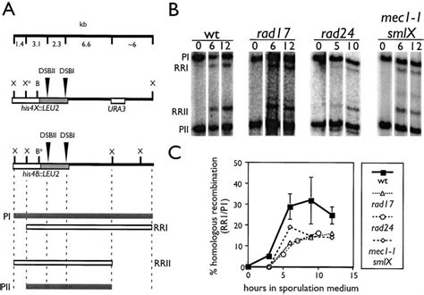 Homologous Recombination In Checkpoint Mutants A The Differentially