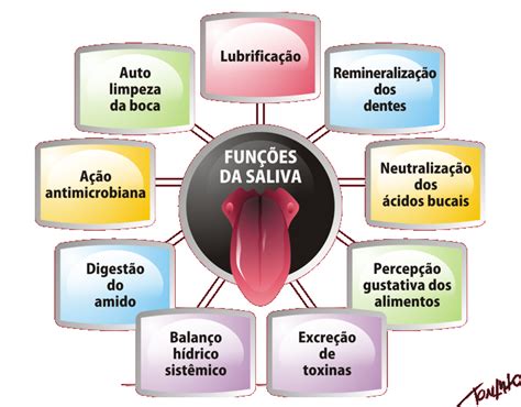 Fisiologia Do Sistema Gastrointestinal Composição Salivar E Suas Funções