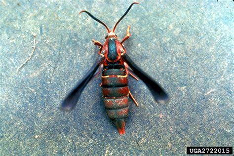 Grape Root Borer Vitacea Polistiformis Harris