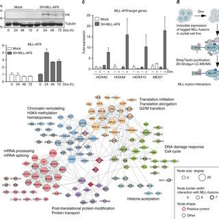 Functional Proteomic Survey Of The Mll Fusion Interactome Cells