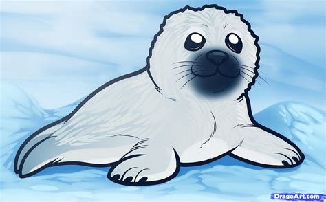 Cute Seal Drawing at PaintingValley.com | Explore collection of Cute ...