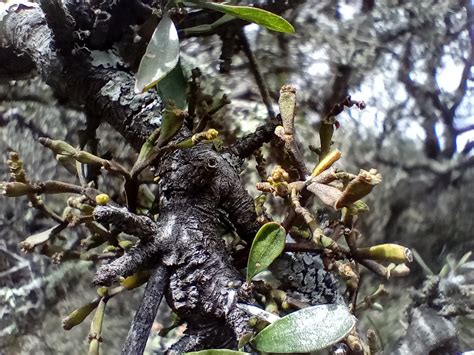 Korthalsella Clavata In February By John Barkla Locally Common