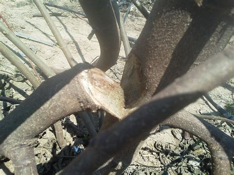 Broken Fig Tree Branches - General Fruit Growing - Growing Fruit
